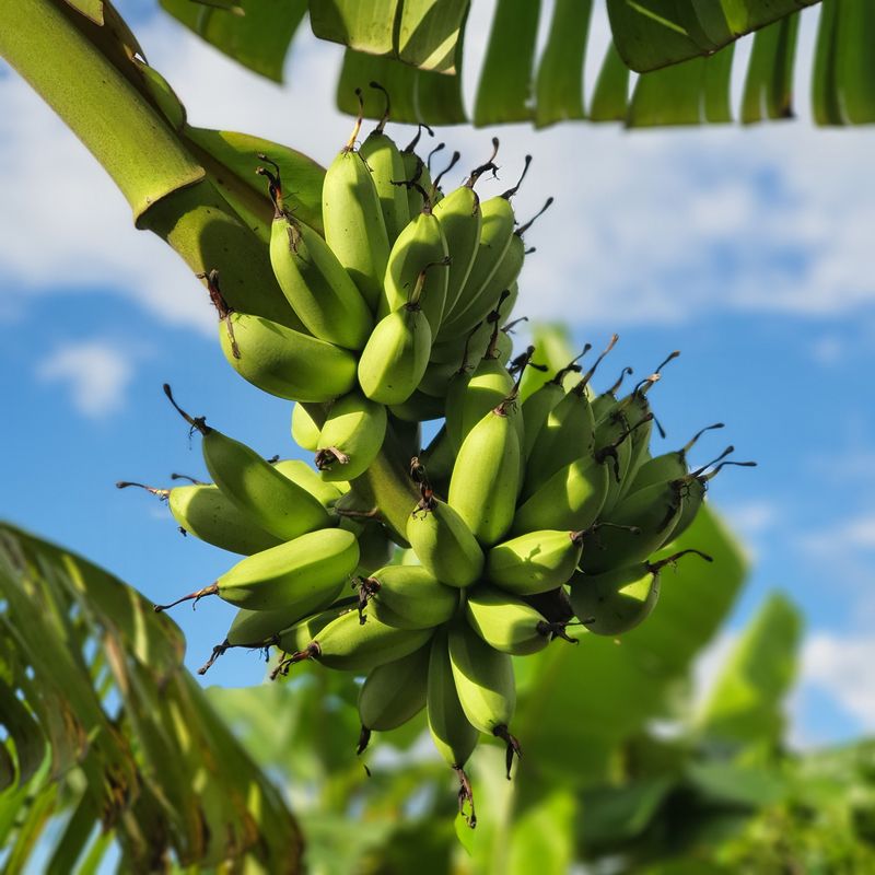 Bananas, Loose